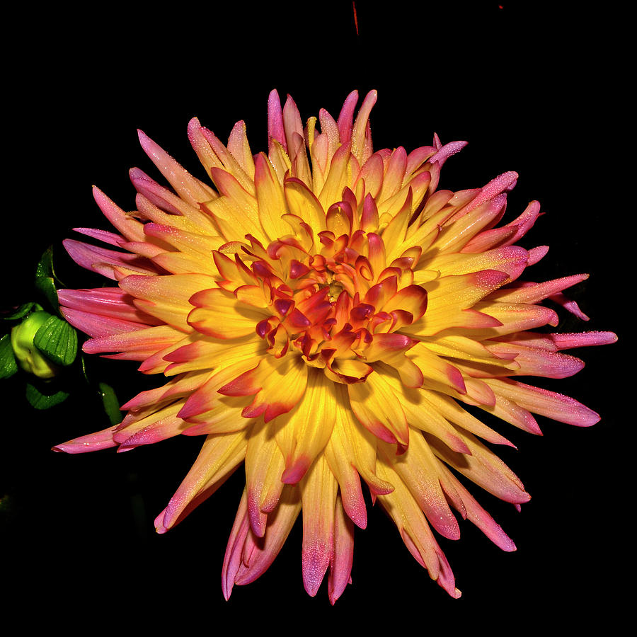 Purple And Yellow Dahlia 010 Photograph by George Bostian