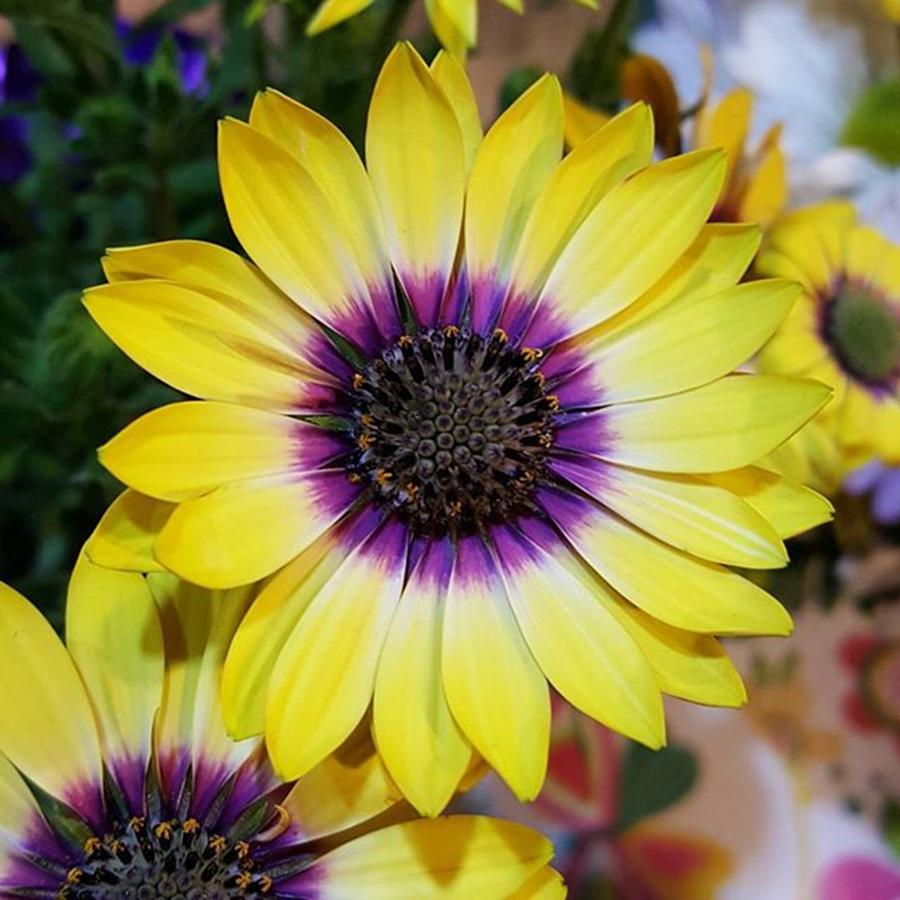 Daisy Photograph - Purple And Yellow Daisy By Tammy by Tammy Finnegan