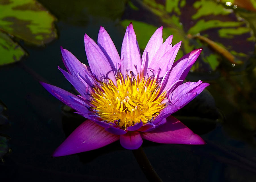 Lily Photograph - Purple and Yellow by David Lee Thompson