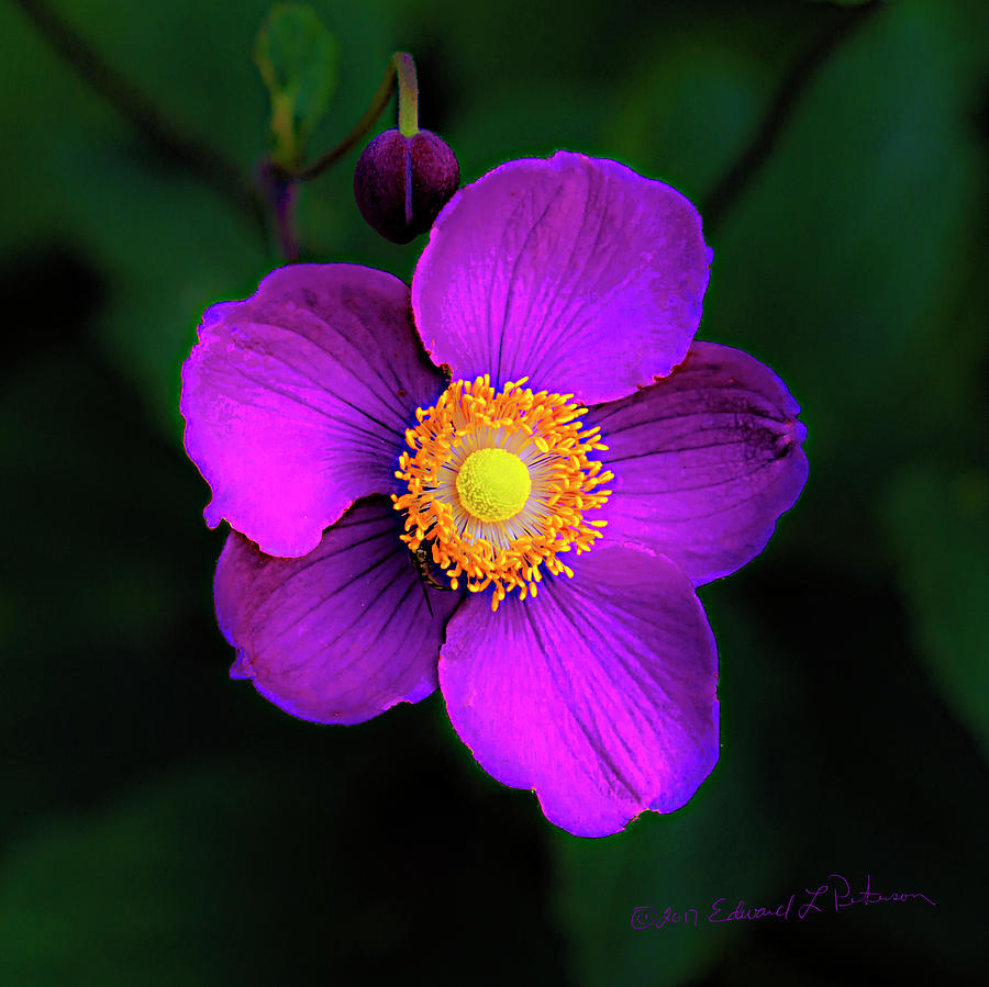 Purple And Yellow Flower Photograph by Ed Peterson