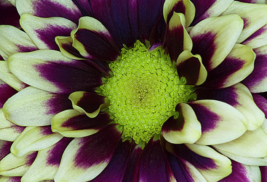 Purple, Yellow and Green Flower Macro Photograph by Bob Slitzan