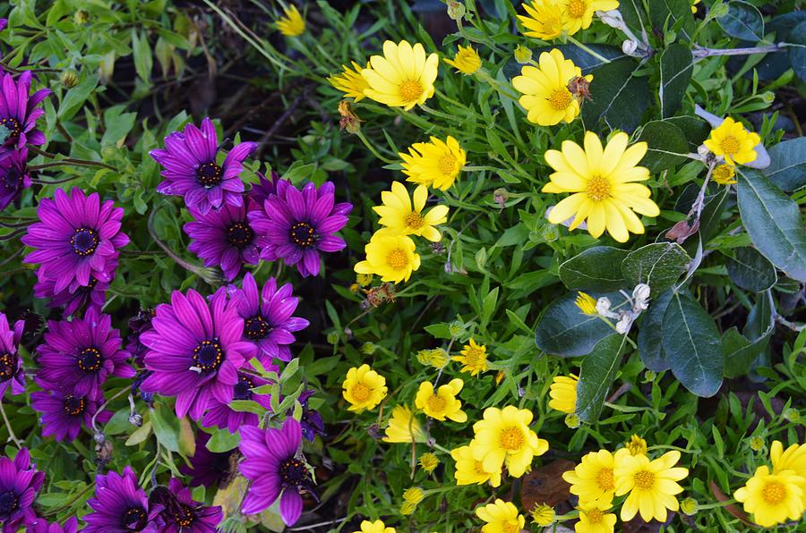 Purple and Yellow Garden  Photograph by Warren Thompson