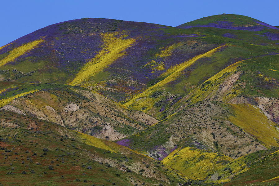 Purple and yellow hillsides of wildflowers at Carrizo Plain National Monument Photograph by Jetson Nguyen
