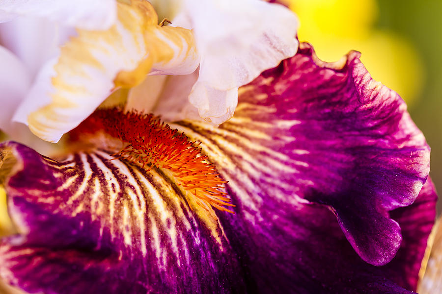 Purple and Yellow Iris Blossom Photograph by Teri Virbickis
