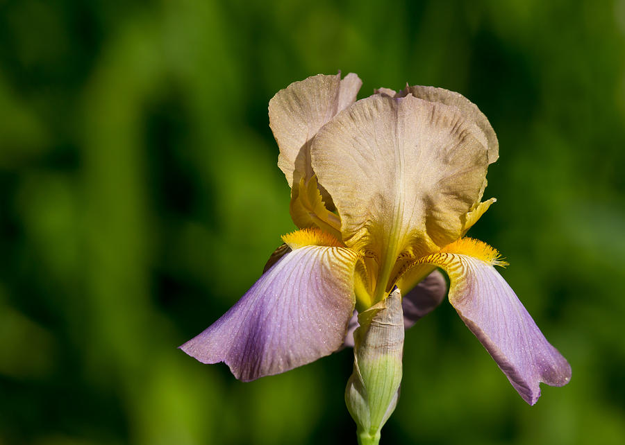 Purple and Yellow Iris Photograph by Edward Myers