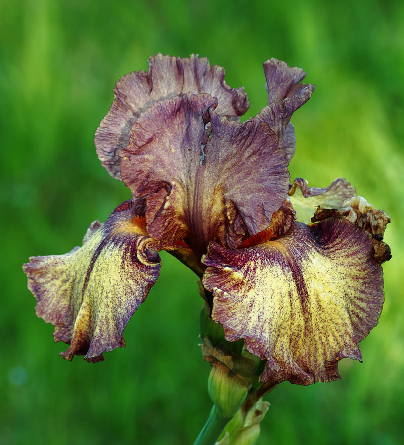 Purple and Yellow Iris in Spring Photograph by Sheila Brown