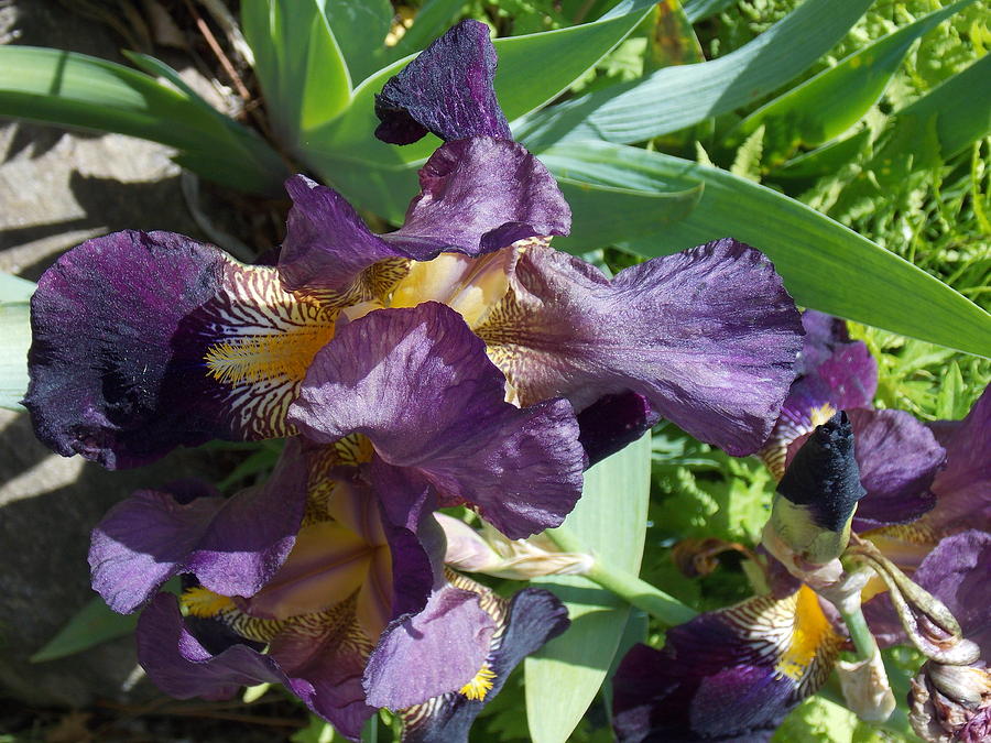 Purple and Yellow Iris Photograph by Nina Kindred