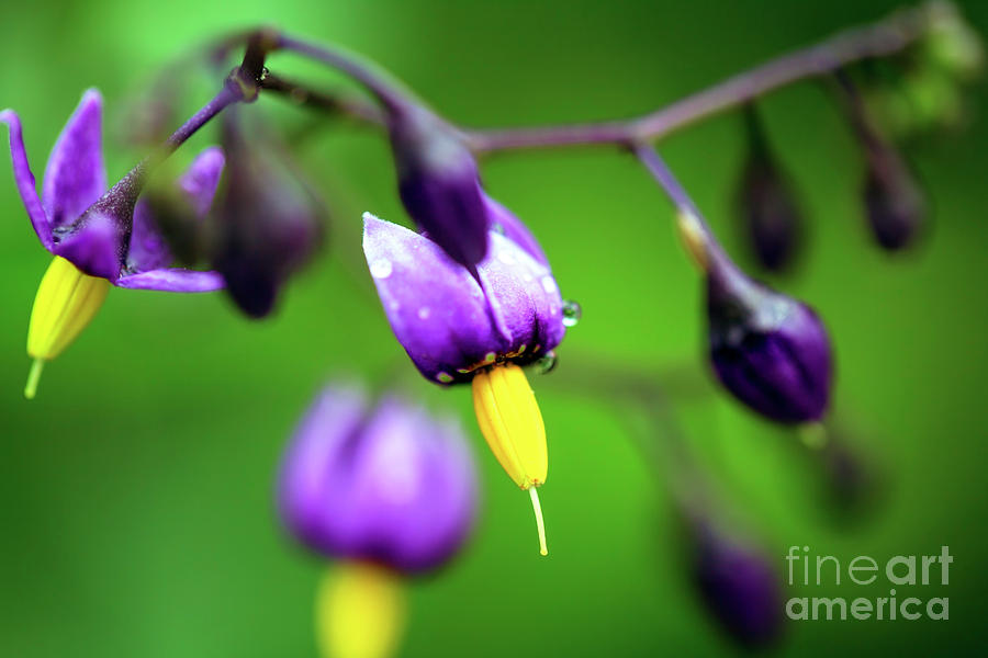 Purple and Yellow Flower Photograph by John Rizzuto