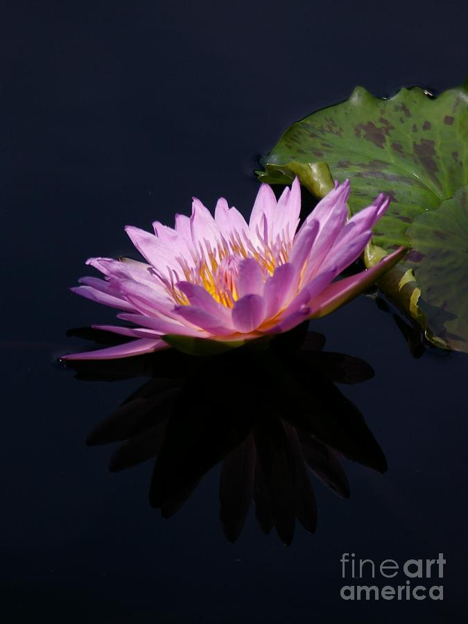 Purple and Yellow Lotus Waterlily Photograph by Jackie Irwin