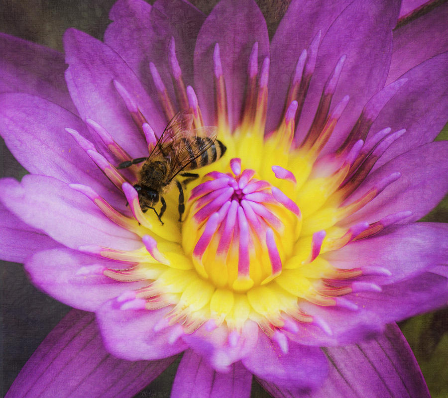 Purple and Yellow Lotus With a Bee Textured Photograph by Teresa Wilson