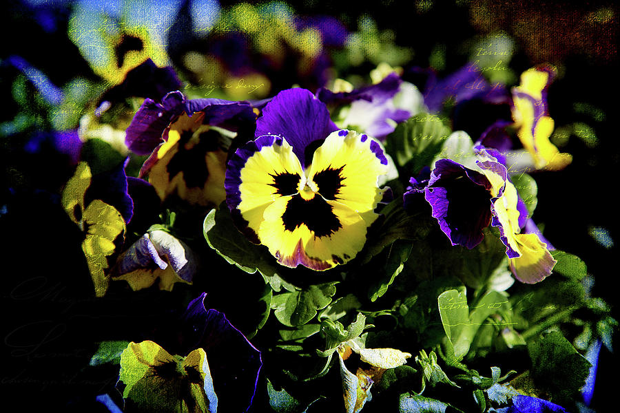 Purple and Yellow Photograph by Milena Ilieva