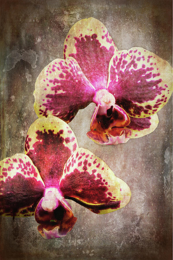 Purple and Yellow Orchid 3723-3735 art Photograph by Rudy Umans