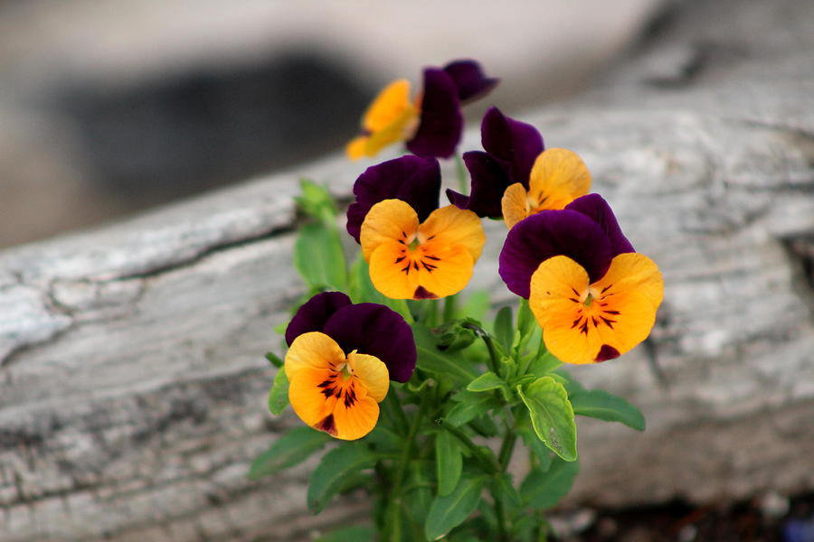 Purple and Yellow Pansies Against Rustic Wood Photograph by Colleen Cornelius