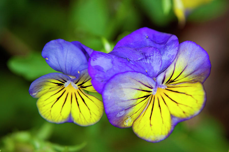 purple and yellow Pansies Photograph
