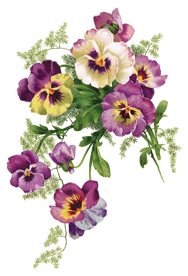 Purple And Yellow Pansies Drawing by Neil Baylis