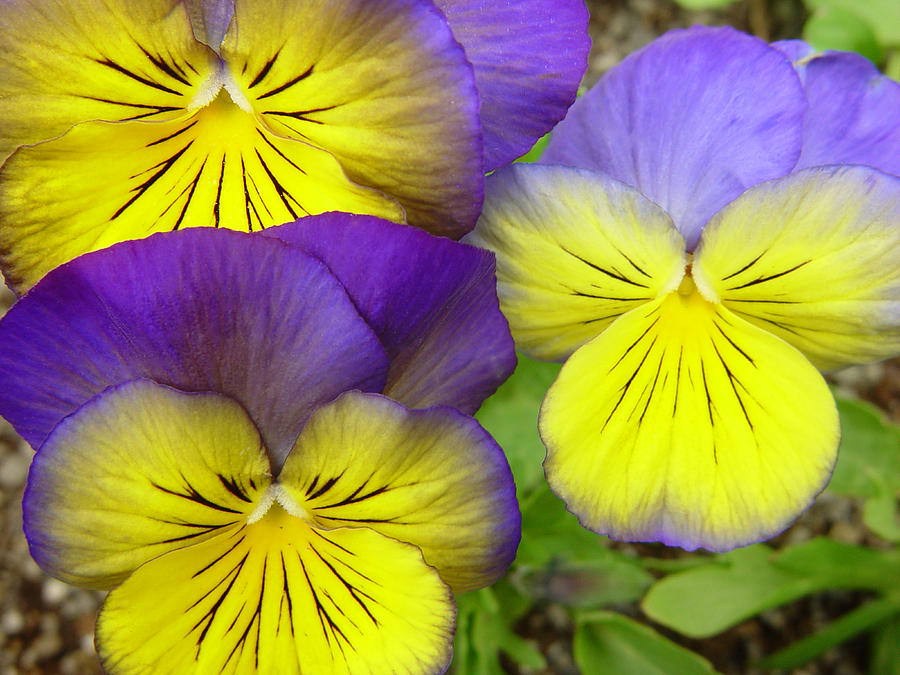 Purple and Yellow Pansies Photograph by Douglas Pulsipher