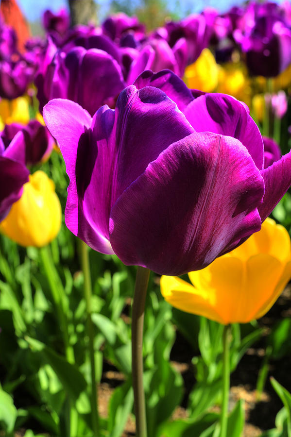 Purple and yellow Photograph by FineArtRoyal Joshua Mimbs