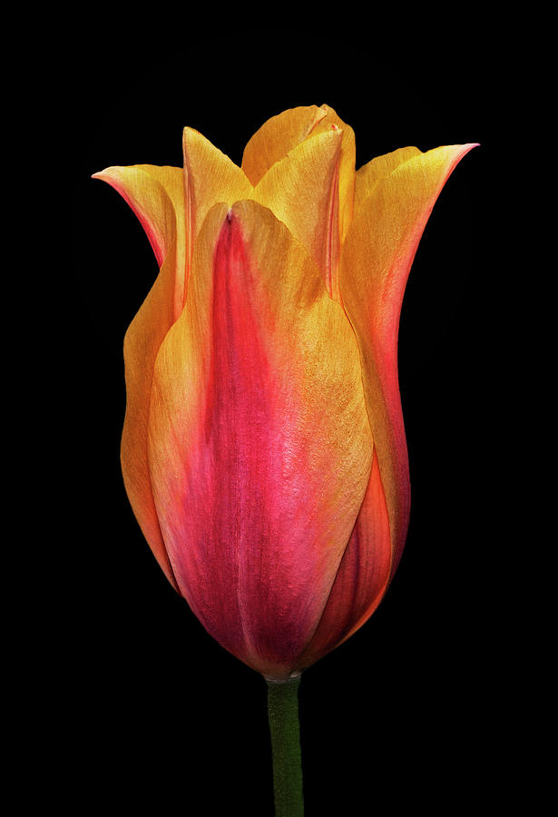Purple And Yellow Tulip 009 Photograph by George Bostian