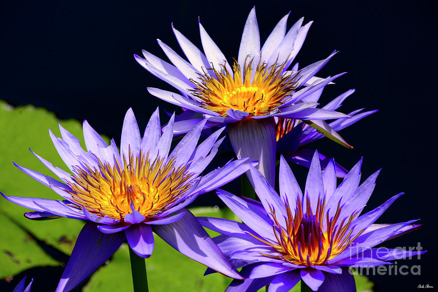 Purple and Yellow Water Lilies Photograph by Charles Abrams
