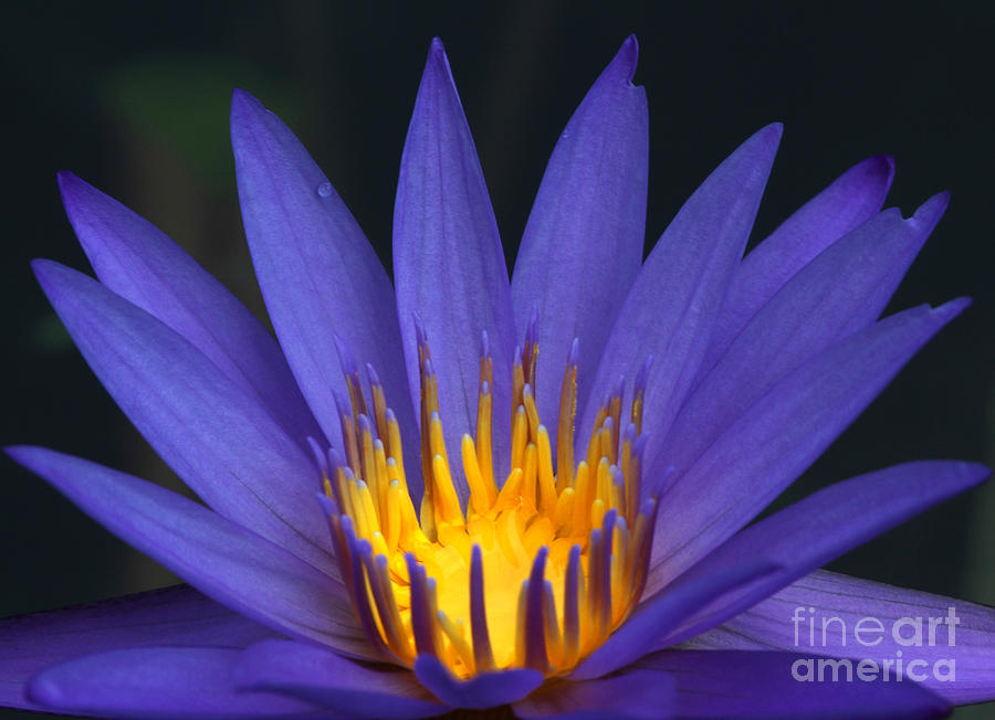 Purple and Yellow Water Lily Photograph by Sabrina L Ryan