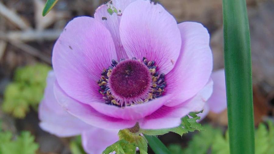 Purple Anemone Delight Photograph by Charlotte Gray