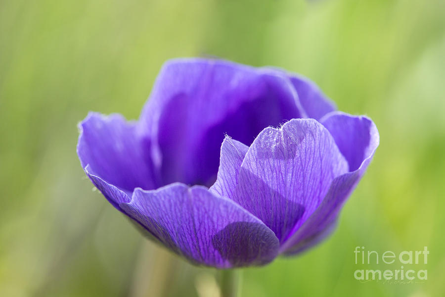 Purple Anemone Flower Photograph by Iris Richardson