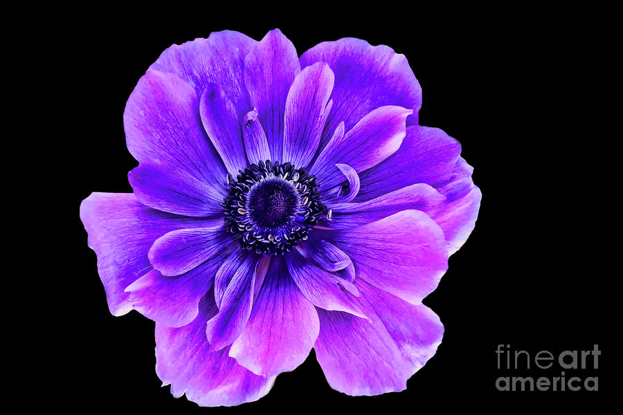 Nature Photograph - Purple Anemone Flower by Mariola Bitner