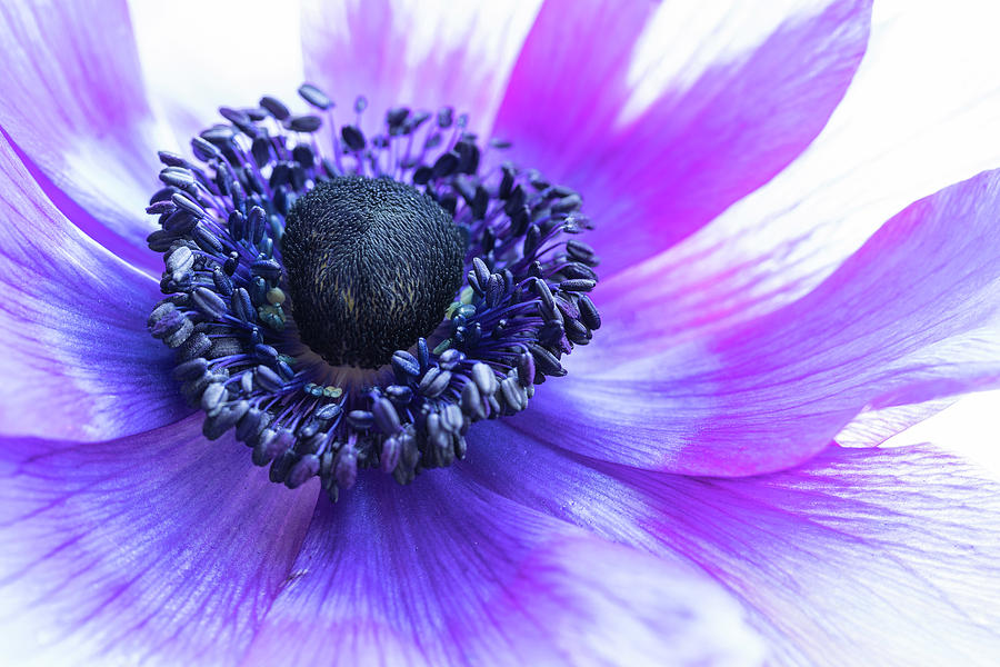 Purple Anemone Photograph by Kristen Wilkinson | Fine Art America