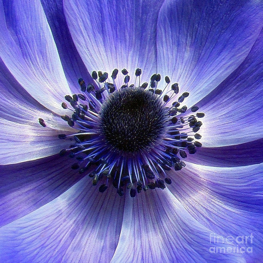 Purple Anemone Macro Photograph by Sue Melvin