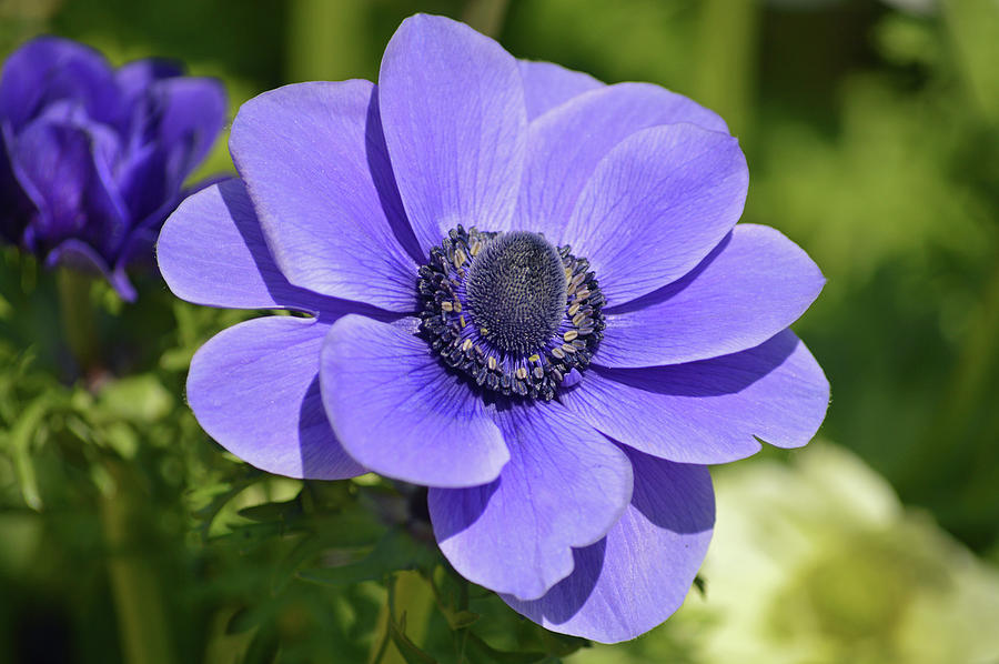 Purple Anemone Photograph by Terence Davis