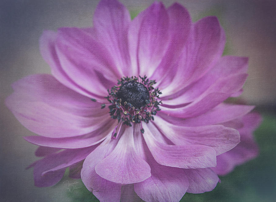 Purple Anemone Photograph by Teresa Wilson
