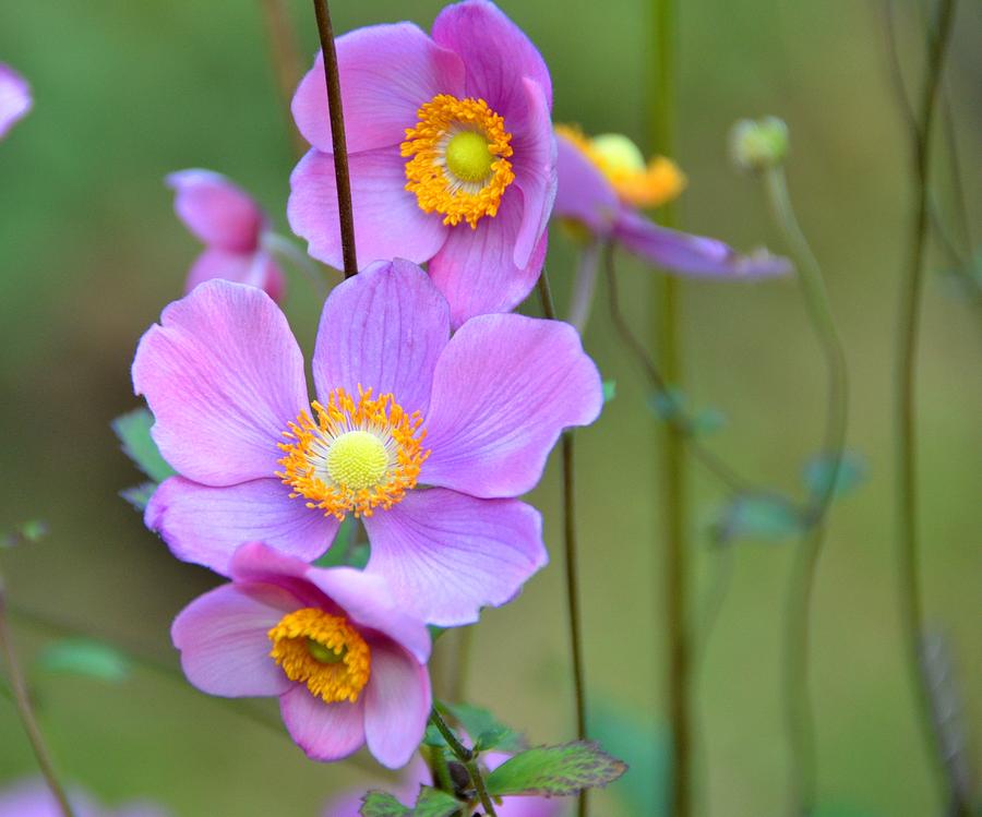 Purple Anemones Photograph by Ronda Ryan