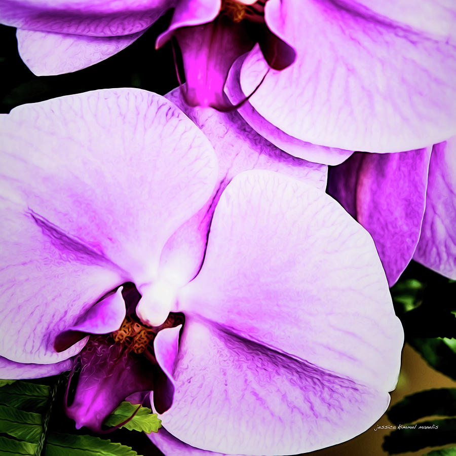 Orchid Photograph - Purple Angel by Jessica Manelis