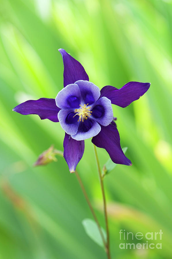 Purple Aquilegia Flower Photograph by Tim Gainey