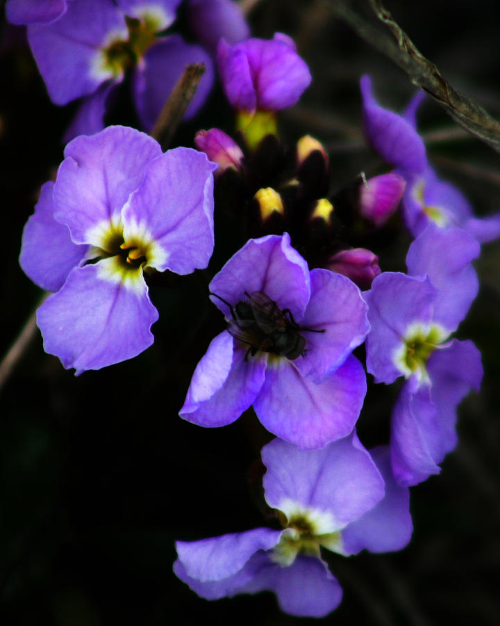 Purple Arctic Wild Flowers Photograph by Anthony Jones