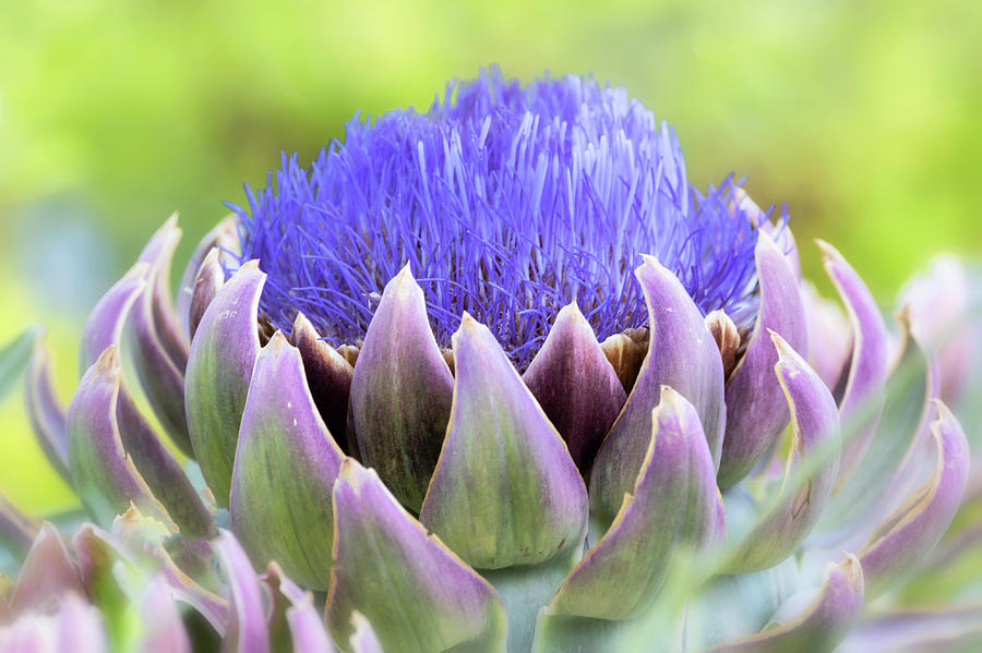 Purple Artichoke Flower Photograph by Saija Lehtonen