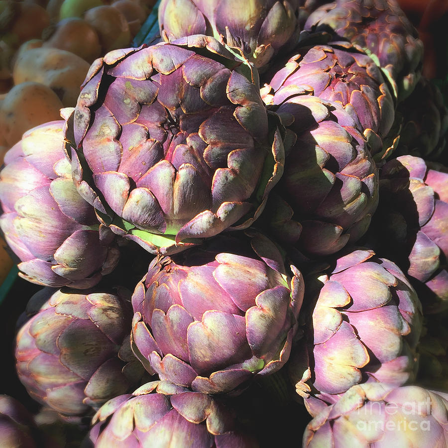 Purple artichoke photograph Photograph by Ivy Ho