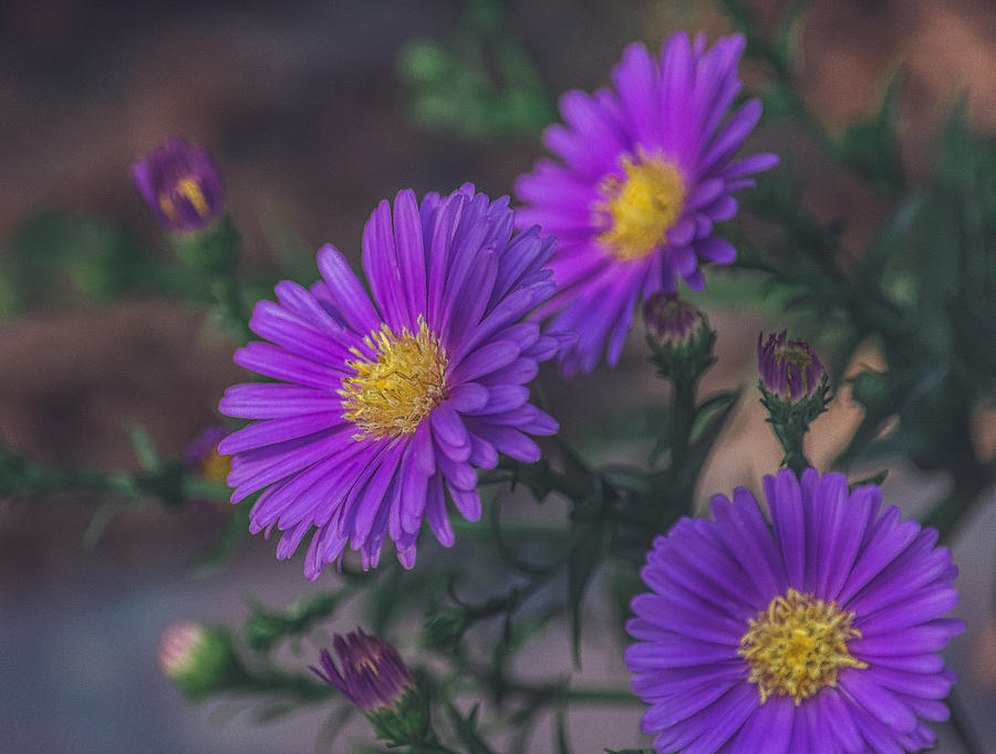 Aster Amellus Photograph - Purple Aster by Black Brook Photography