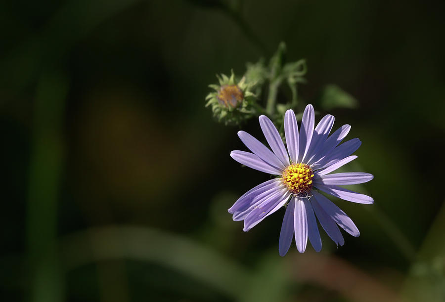 Purple Aster Photograph by Grant Groberg