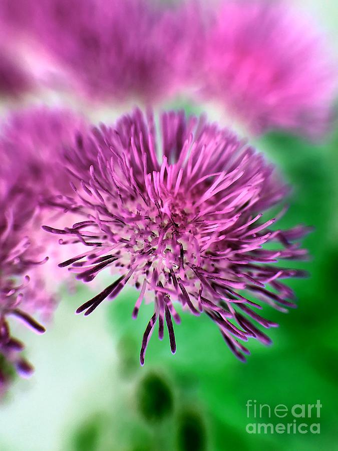 Flower Photograph - Purple Aster Inverted by Robert Coon Jr