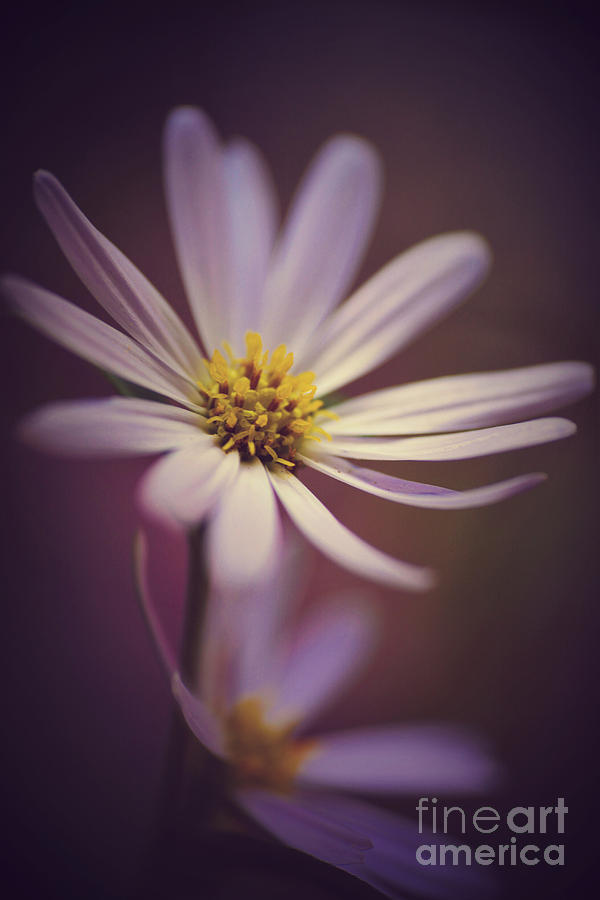 Purple Aster Photograph by Kelly Nowak