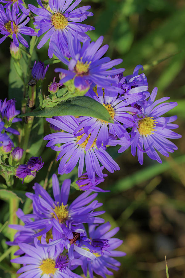 Purple Asters Photograph