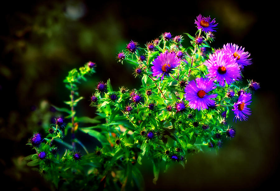 Purple Asters Photograph by Susie Weaver