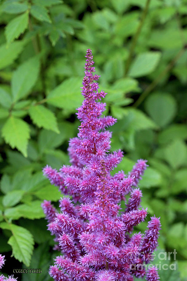 Purple Astilbe Flower Painting by Corey Ford