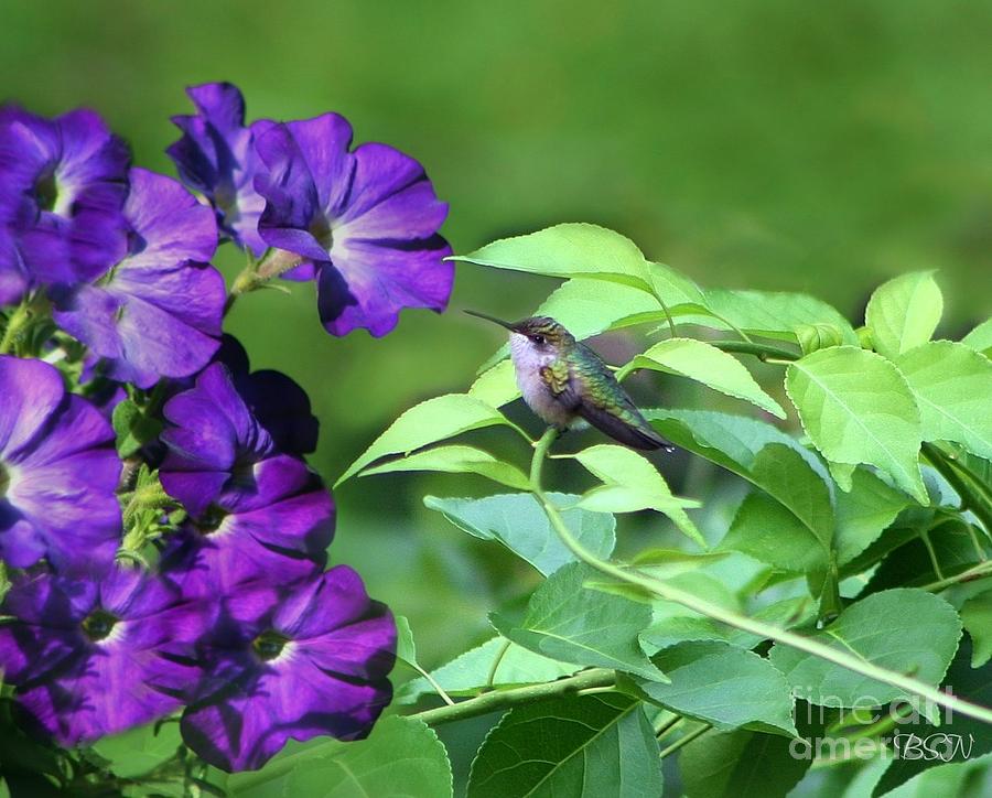 Hummingbird Photograph - Purple Attraction by Barbara S Nickerson