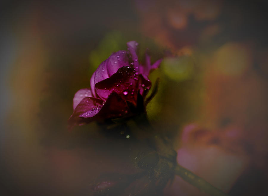 Nature Photograph - Purple Azalea 0001 by Paul Gavin