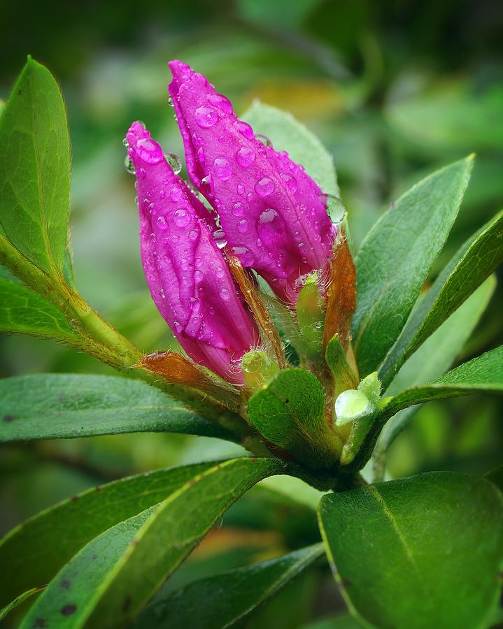 Purple Azalea after the rains Photograph by Richard Rizzo