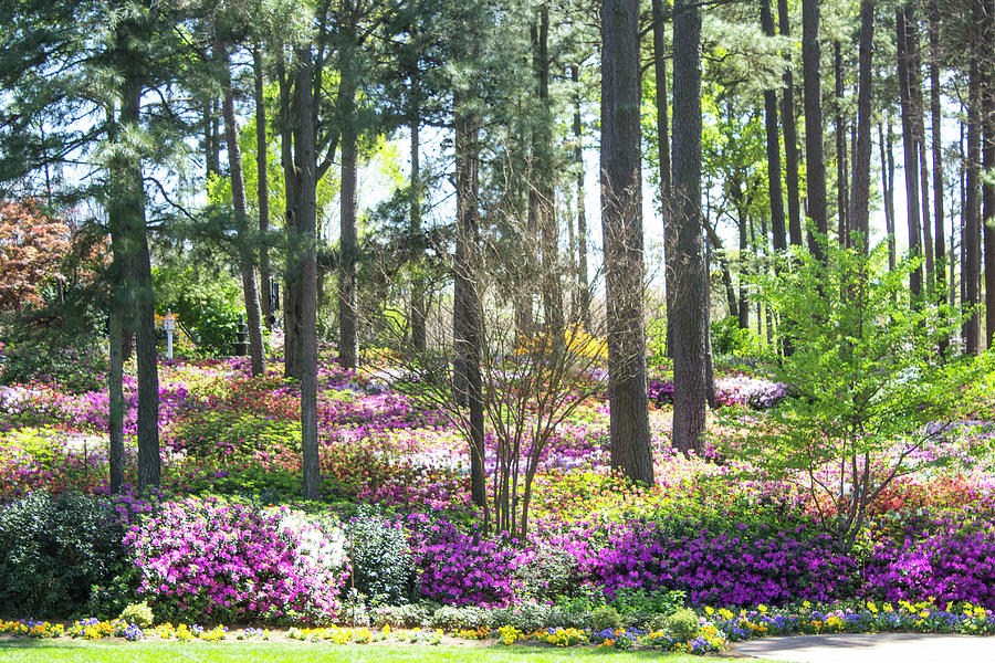 Purple Azalea Garden Photograph
