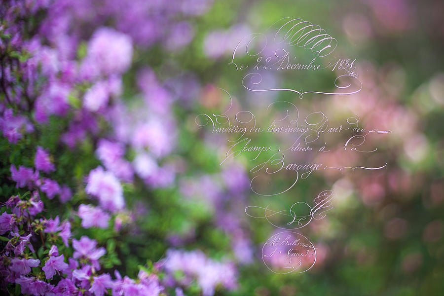 Flower Photograph - Purple Azalea by June Marie Sobrito