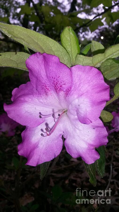 Purple Azalea Photograph by Maxine Billings